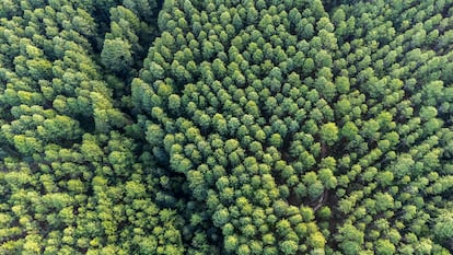 La iniciativa 'Un seguro, un árbol' puesta en marcha por la compañía de seguros protege la sostenibilidad y la biodiversidad mediante la reforestación de algunas de las zonas más amenazadas de la Tierra.