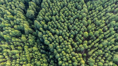 La iniciativa 'Un seguro, un árbol' puesta en marcha por la compañía de seguros protege la sostenibilidad y la biodiversidad mediante la reforestación de algunas de las zonas más amenazadas de la Tierra.