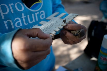 Calvo inspecciona el ancho de la pata del verdín.