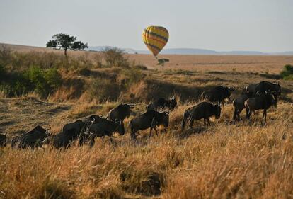 Ñus pasan por delante de un globo aerostático durante la migración anual en Masái Mara (Kenia).