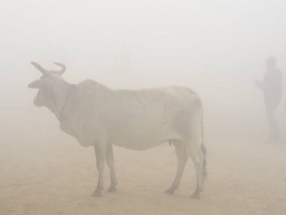 Uma vaca em meio à névoa poluída de Nova Delhi (Índia)