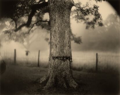 Deep South, (Scarred Tree), 1998