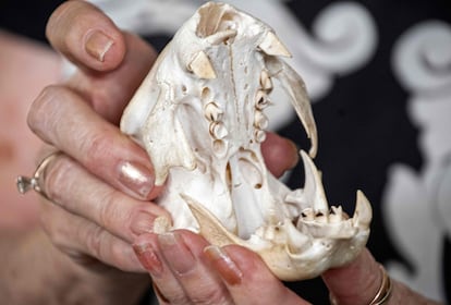 Judy Avey-Arroyo muestra el cráneo de un perezoso en el santuario.
