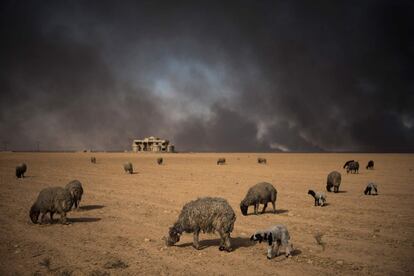 Ovejas ennegrecidas pastan entre pozos de petróleo encendidos tras la retirada de los yihadistas del Estado Islámico (ISIS), en la ciudad de Qayyarah, a unos 70 km al sur de Mosul (Irak).