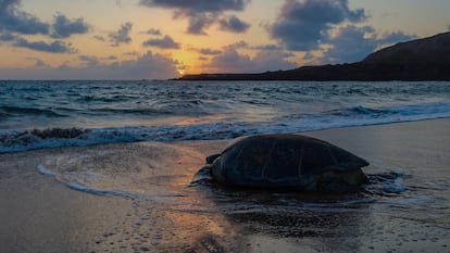Tortuga