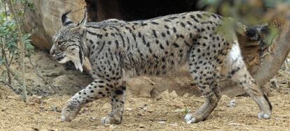 Uno de los ejemplares de lince ibérico que se exhiben en el zoo de Jerez.