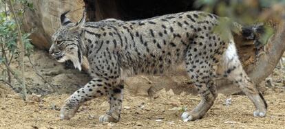 Uno de los ejemplares de lince ib&eacute;rico que se exhiben en el zoo de Jerez.
 
 