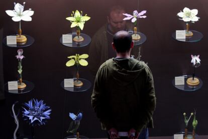 Reproducciones de flores utilizadas para su estudio, en la exposición <i>La evolución de Darwin.</i>