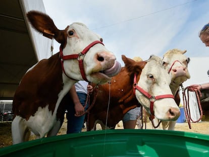 Feria agrícola en Libramont (Bélgica), uno de los sectores afectados por el acuerdo con Mercosur, el pasado jueves.