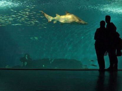 Tiburones en el nuevo Acuario de Sevilla, ubicado en el Muelles de las Delicias.