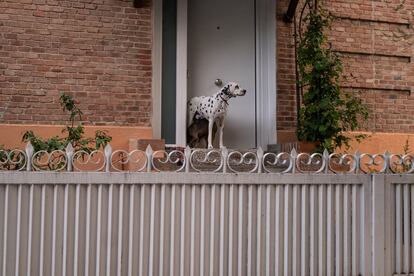 Un dálmata observa la calle en una vivienda de la colonia la Margarita.