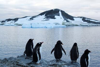 Pingüinos en un área de la Antártida, el inhóspito Continente Blanco que conocemos actualmente, fue un día una superficie cubierta de frondosos bosques subtropicales repletos de palmeras, helechos y coníferas, el 6 de febrero de 2017.