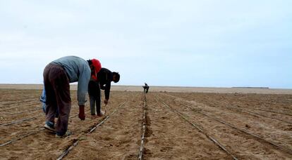 Unos campesinos plantan quinoa en La Yarada los Palos (Tacna, Perú), a pocos kilómetros de la frontera con Chile.