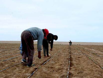 Unos campesinos plantan quinoa en La Yarada los Palos (Tacna, Perú), a pocos kilómetros de la frontera con Chile.