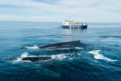 Vista de ballenas jorobas en Río de Janeiro.