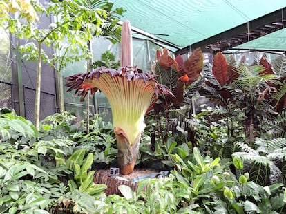 Esta enorme flor floreció en enero de 2018 en Cairns, Queensland, Australia.