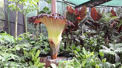 Esta enorme flor floreció en enero de 2018 en Cairns, Queensland, Australia.