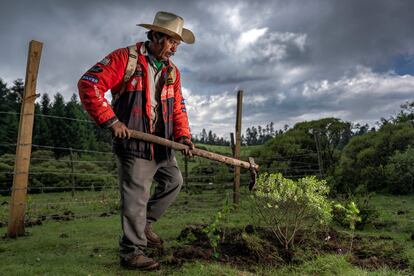 José Humberto García Miranda, del ejido El Rosario, en el corazón de la Reserva de la Biósfera de la Mariposa Monarca en Michoacán, planta árboles jóvenes de oyamel, que eventualmente proporcionarán un hogar de invierno para las monarcas migratorias. La mayor frecuencia de fenómenos meteorológicos severos causados por el cambio climático está empujando a las comunidades locales a experimentar con nuevas técnicas de reforestación en las que "plantas nodrizas" crecen junto a los árboles jóvenes para protegerlos de temperaturas extremas. 