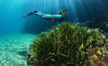 Una pradera de posidonia en los fondos marinos de Ibiza.