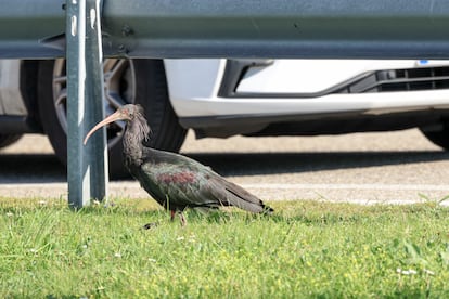 El ibis eremita 'Cañaílla' en una rotonda de A Ramallosa, en Pontevedra.