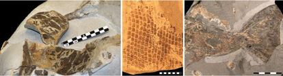 Pele de uma tartaruga; escamas de um mosasaurus; e barbatana de ictiossaurio.