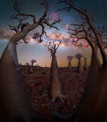 'Bottle Tree Paradise'. Socotra, Yemen.
