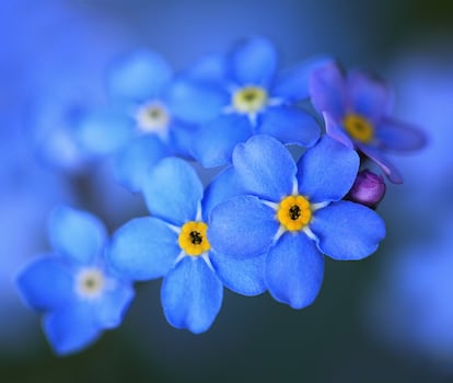 Nomeolvides myosotis