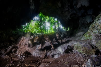 Un jaguar captado con una cámara trampa en la cueva El Templo, cercana a Playa del Carmen, Quintana Roo.