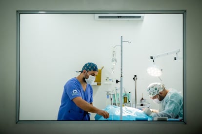 Dos cirujanos veterinarios intervienen a un animal en uno de los tres quirófanos del Hospital Veterinario Municipal Norte de São Paulo, el miércoles pasado.