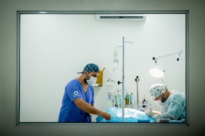 Two veterinary surgeons operate on an animal in one of the three operating rooms at the North Municipal Veterinary Hospital of São Paulo last Wednesday.