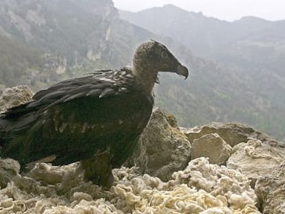 Un ejemplar de quebrantahuesos, en la Sierra de Cazorla.