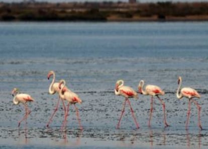 Flamencs al Delta de l'Ebre.