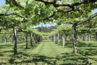 El emparrado es habitual en las Rías Baixas, ya que ayuda a evitar los efectos de la humedad en las uvas.