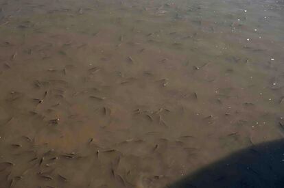 La técnica del despesque consiste en extraer manualmente los peces apresados después de ser arrastrados por las corrientes de agua a las lagunas. En la imagen, pescados se aglutinan durante el despesque.