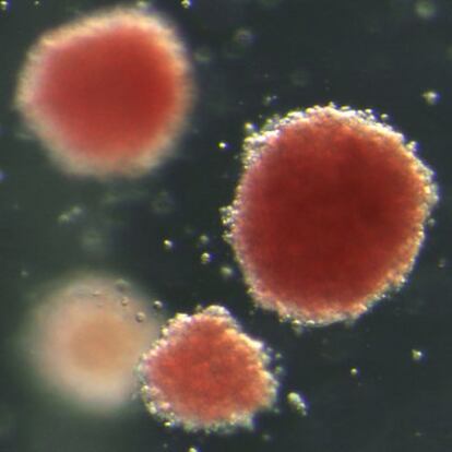 Cultivo de glóbulos rojos obtenidos de células madre.