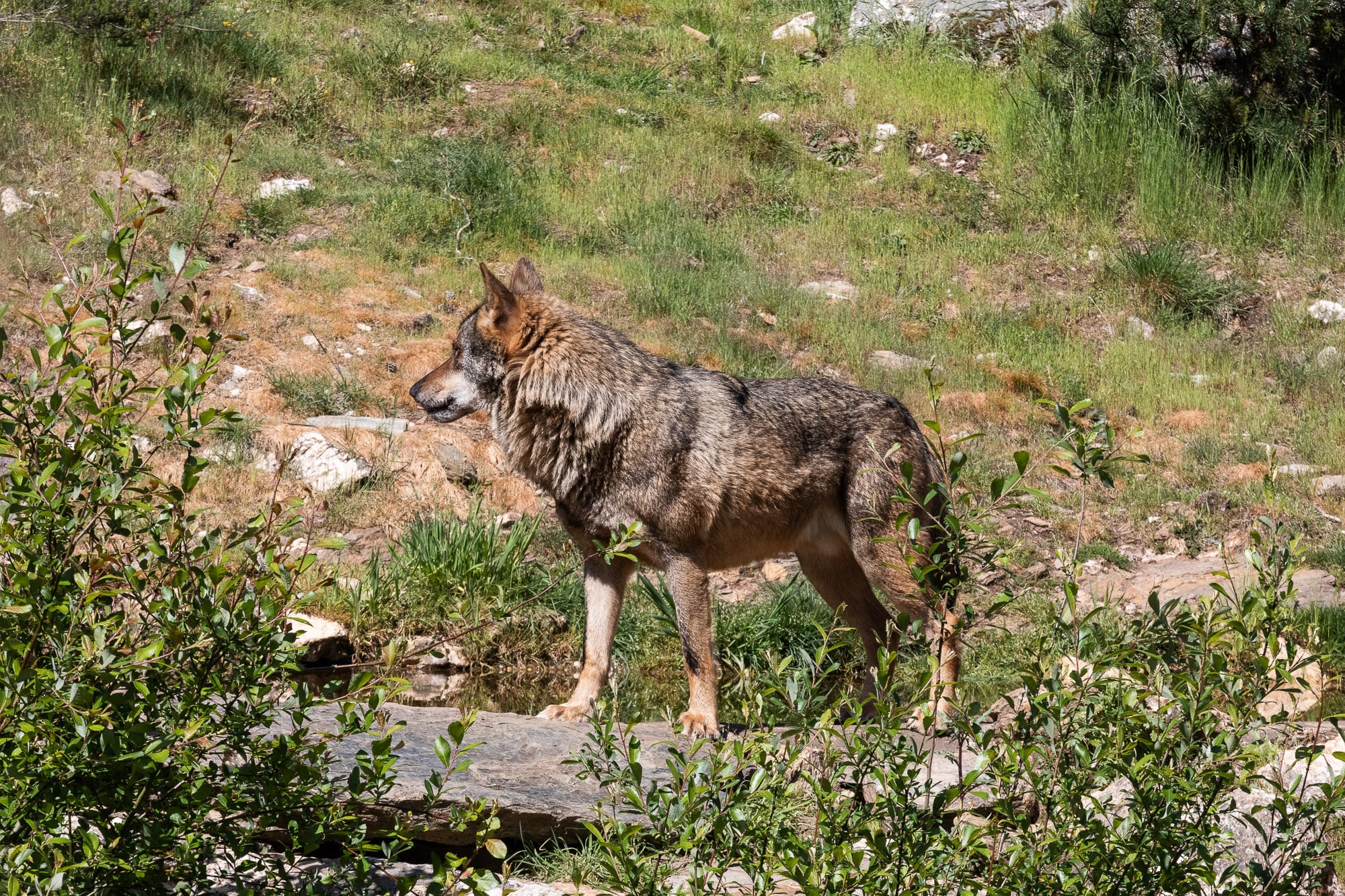 En el centro del Lobo Ibérico, en Robledo de Sanabria, pueden verse lobos a 10 metros de distancia desde un mirador.