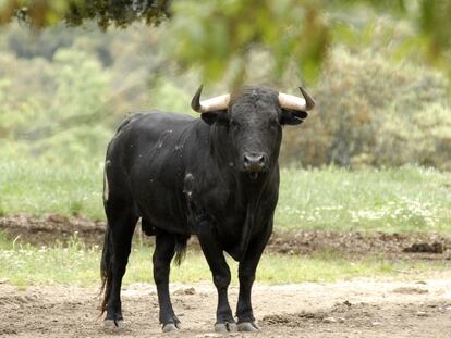 La carne del toro bravo, ese tesoro…
