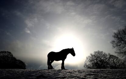 Un caballo en un paisaje nevado en Keele (Reino Unido), el 27 de febrero de 2018.