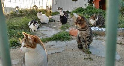 Cats living in Quatre Camins jail. 