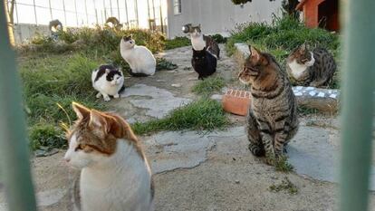 Cats living in Quatre Camins jail.