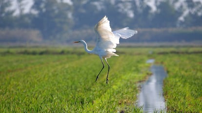 Una garza en vuelo en los arrozales del Delta del Ebro durante el DBF.