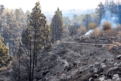 Daños ocasionados por el incendio forestal en el municipio de Tijarafe, este lunes.
