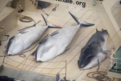 Fotografía facilitada por la organización ecologista Sea Shepherd que muestra tres ballenas Minke muertas sobre la cubierta del buque factoría nipón Nisshin Maru, en la Antártida. EFE/Archivo