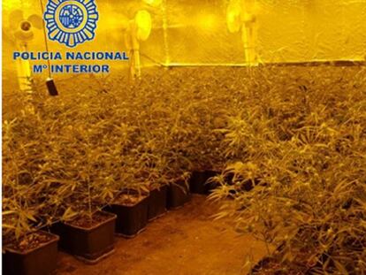 Una de las plantaciones de marihuana intervenidas por la Policía.