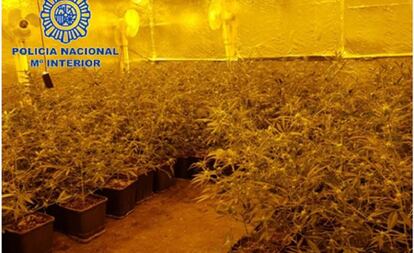 Una de las plantaciones de marihuana intervenidas por la Policía.