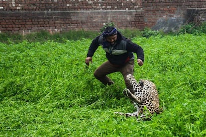 Un leopardo ataca a un hombre en la ciudad india de Jalandhar.