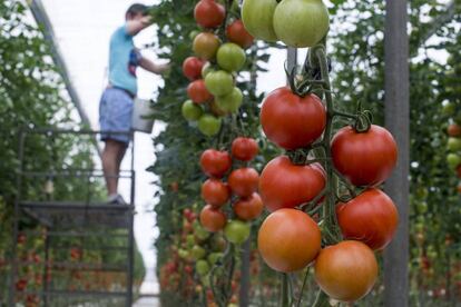 Un hombre trabaja poniendo perchas en un invernadero de tomate en La Cañada, Almería.