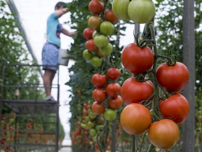 Un hombre trabaja poniendo perchas en un invernadero de tomate en La Cañada, Almería.