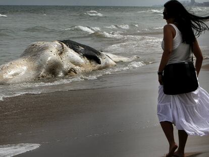 Una ballena de 11 metros de longitud apareció ayer por la mañana muerta en la orilla de la playa de El Saler de Valencia, cerca del Casal d'Esplai.