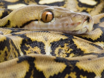 El abrazo letal de la serpiente pitón
